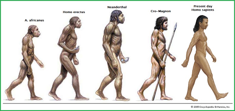 A short lineage of bipedal hominids