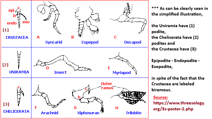 one, two and three podites Three Classical Subphyla in Arthropoda