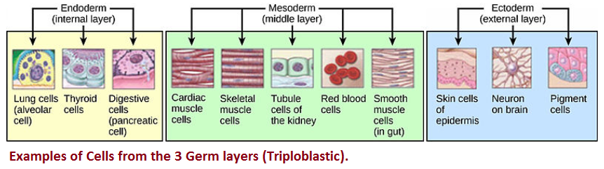 Examples of Cells from the 3 Germ Layers