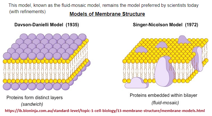 Models of Membrane structure which later emphacise a 2