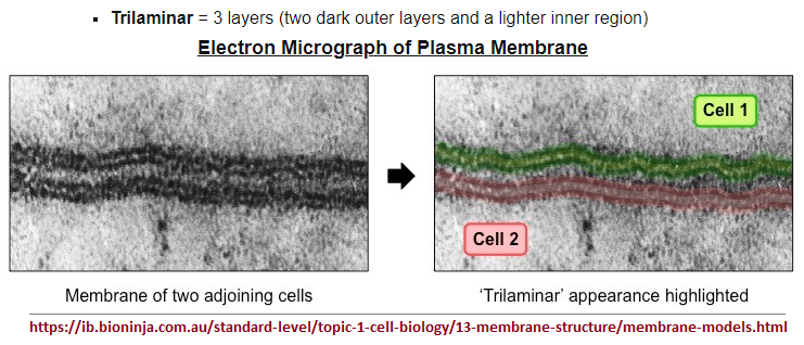 Trilaminar description of cell