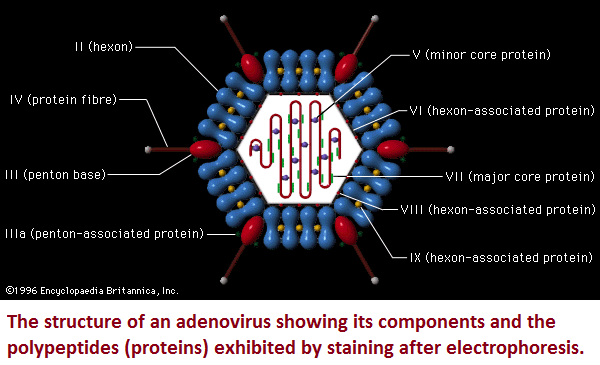 Adenovirus and constituent parts