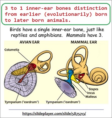 3 to 1 inner ear bone evolutionary distinctions