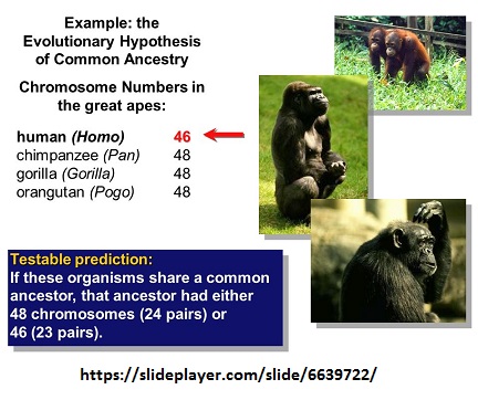 48 chromosomes in great apes