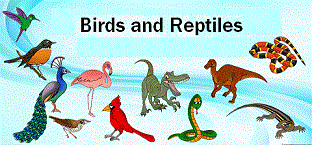 Various birds and reptiles