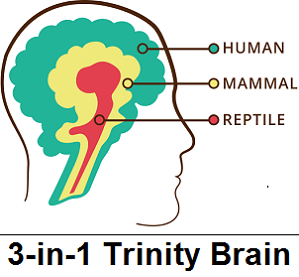 3 in 1 Trinity Brain