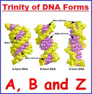 Trinity of DNA forms