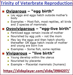 Trinity of Vertebrate Reproduction