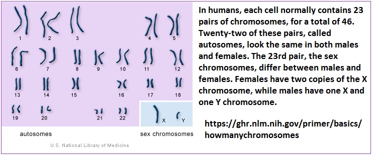 Human selfie portrait of chromosomes