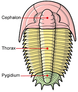 Trilobite body plan