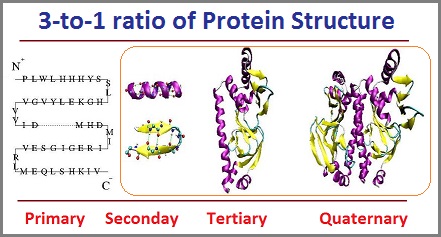 3 to 1 ratio of protein structures