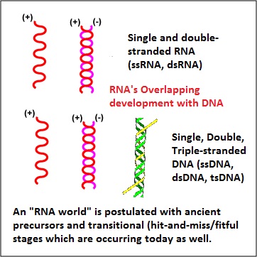 RNA and DNA overlapping strandedness