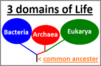 Three domains of life model