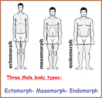 Three male body types