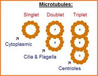 Singlet, Doublet, Triplet Microtubules