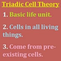 Triadic Cell Theory