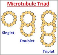 The Microtubule Trinity