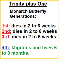Trinity plus One Monarch butterfly generations