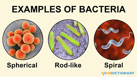 3 types of bacteria