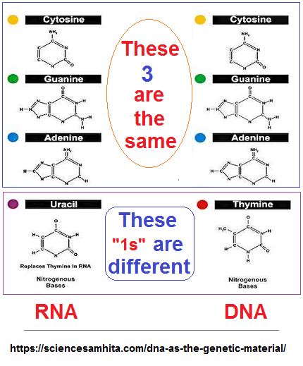 3 to 1 ratios in DNA and RNA 3 to 1 ratios in RNA and DNA