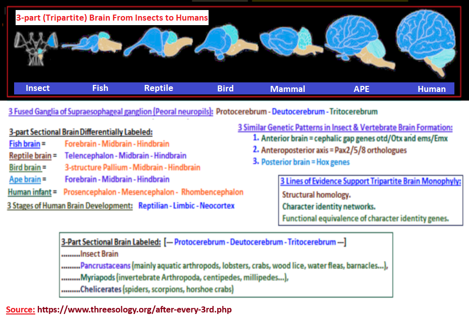 Tripartite brain development seen in different life forms Recurring tripartite brain development