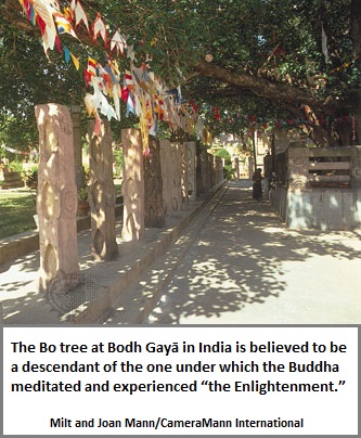 Buddha's Bo Tree