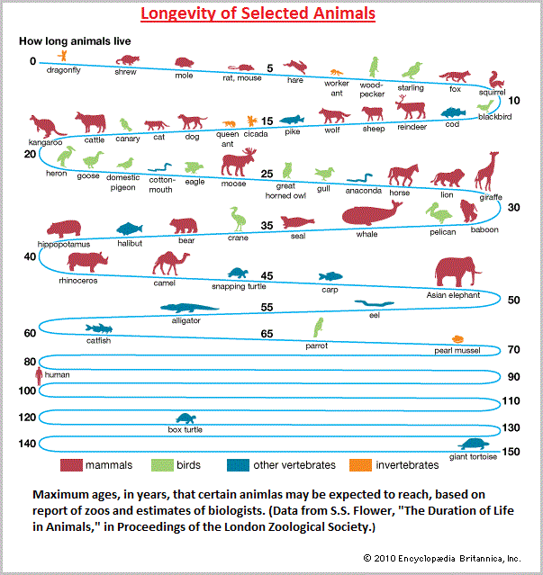 Longevity of Selected Animals