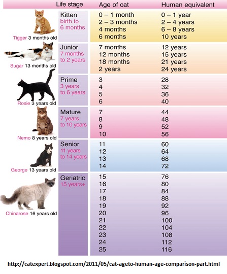 Comparing cat years to human years