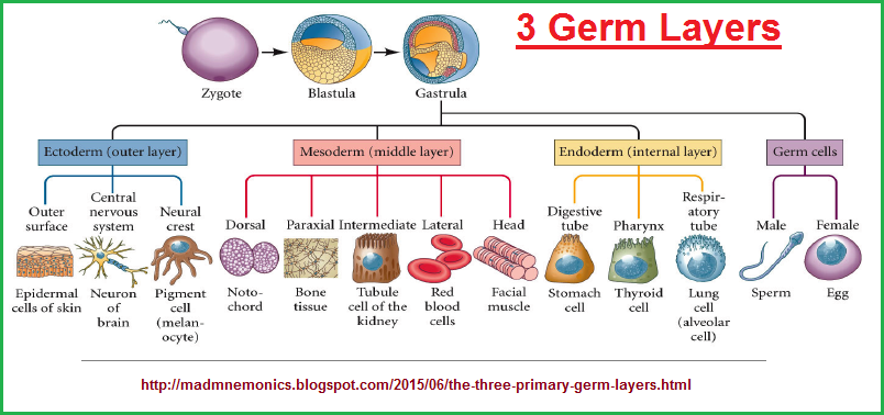 3 Germ Layers descripton 3 germ layers and associated cells