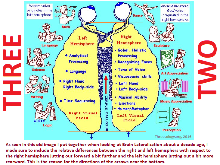 Well recognized behaviors associated with the brain hemispheres Brain hemisphere attributes from Dean Falk's book Brain Dance