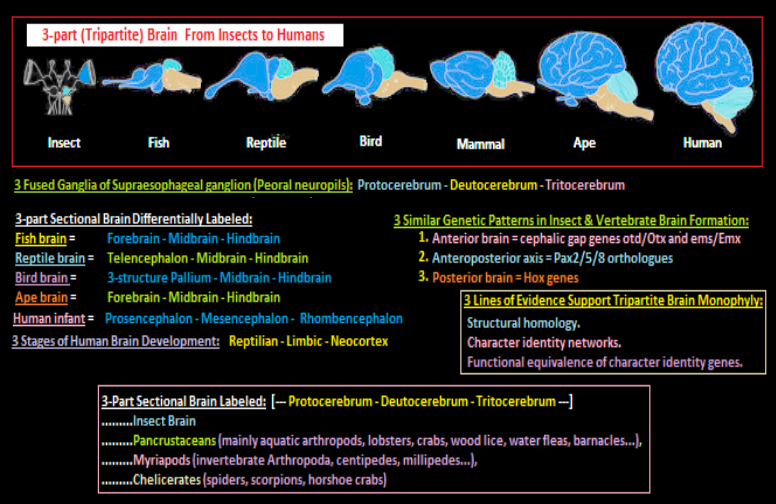 patterns-of-three sighted in brain development 3-patterned sequence of brain development in multiple species