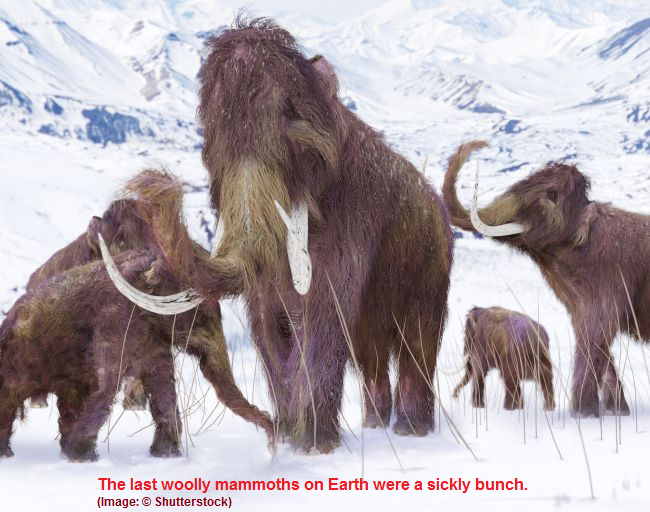 Last Woolly Mammoths were copies of 
copies of copies