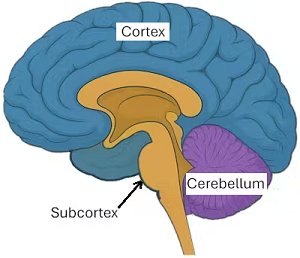 Three layers of consciousness development 3 brain parts used to describe consciousness
