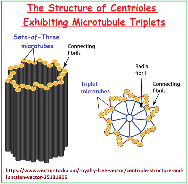 Centriole disposition of Microtube triplets Triplet Microtubule arrangement