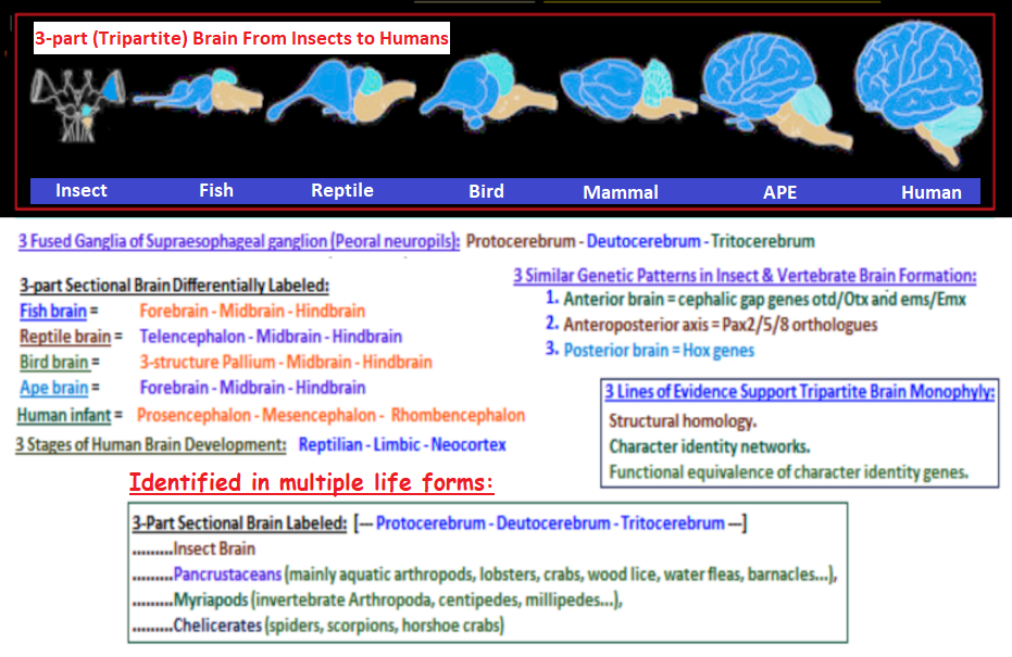A similar triune brain development found in multiple life forms 3-part brain development in dfferent life forms