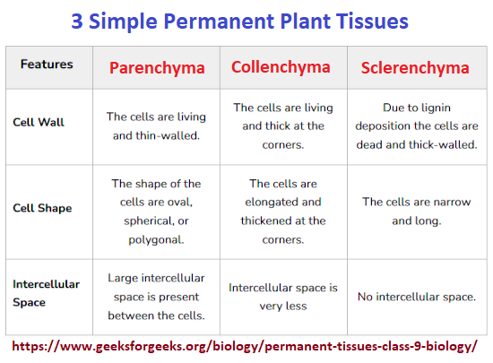 3 categories of permanent plant tissues https://www.threesology.org/resources/counting/3 Permanent plant tissues