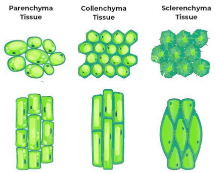 Non-meristematic plant tissues