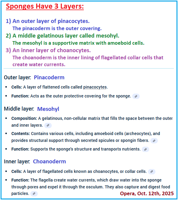 3 layers described for sponges