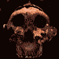 Skull of A. Boisei