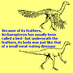 Was Archeopteryx a bird or Dinosaur?