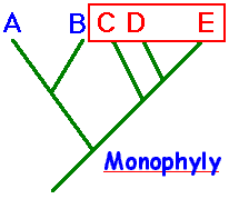 Example of Monophyly