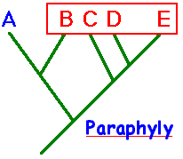 Example of Paraphyly