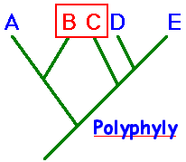 Example of Polyphyly