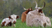 3 Cows