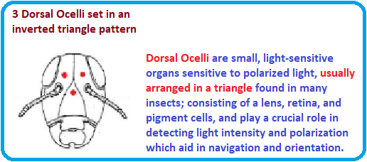 3 ocelli in an inverted triangle platform