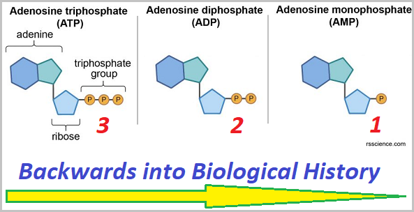 The 1, 2, 3 development of 3 energy nucleotides Historical development of the 3 energy nucleotides