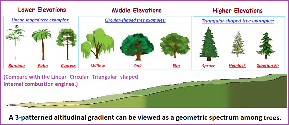 Altitudinal gradient analogy with tree geometries