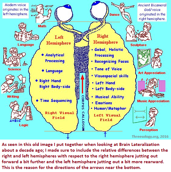 The right hemisphere juts out a bit further than the left Telative positions of the cebral hemispheres to one another