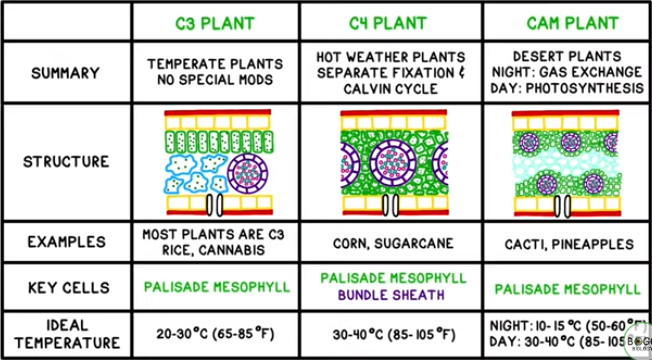 Compairing C3, C4, and CAM plants