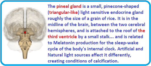 Pineal gland as a light sensitive organ
